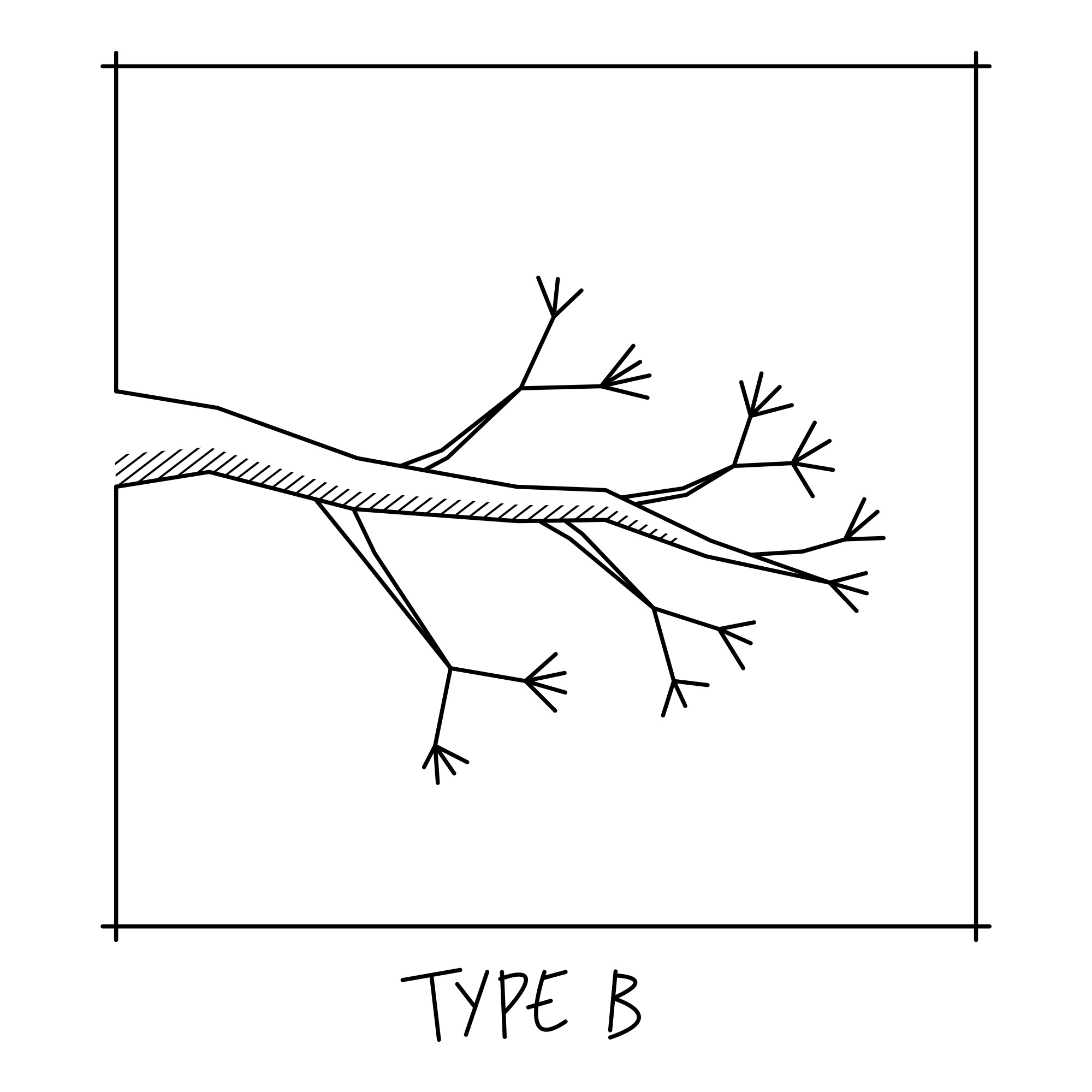 bonsai_branch_structure